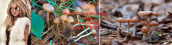 PSILOCYBIN Бронницы